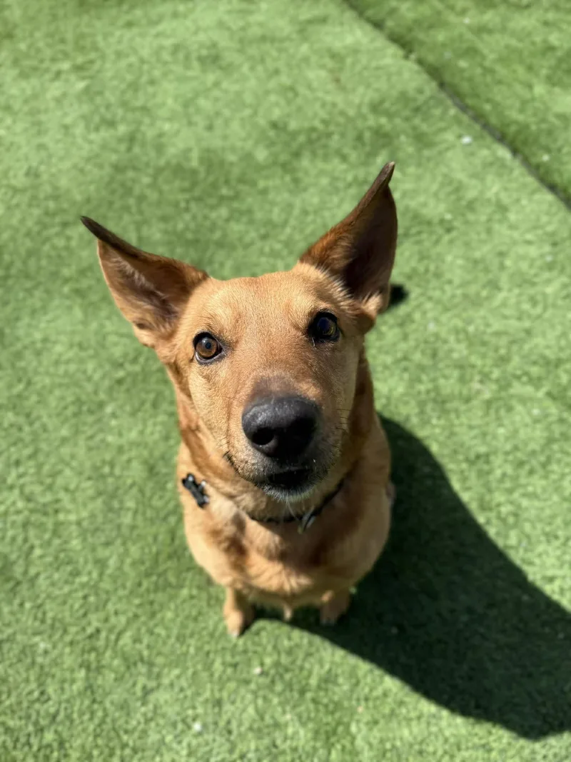 An adult large-sized male Shepherd dog named Mellow for adoption in Cedar Rapids, IA