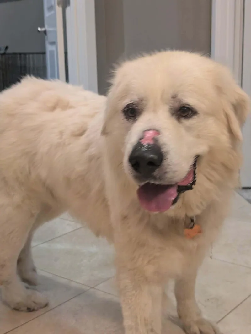 An adult extra large-sized male Great Pyrenees dog named Goliath for adoption in Croydon, NH