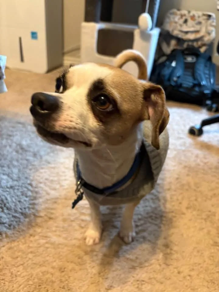 An adult small-sized male Chihuahua dog named Chico for adoption in Garland, TX