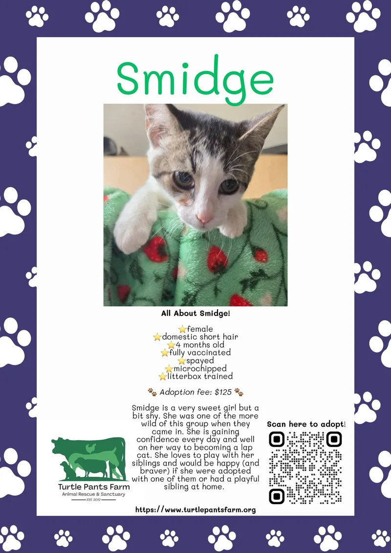 A young medium-sized female Domestic Short Hair cat named Smidge for adoption in Pittsboro, NC