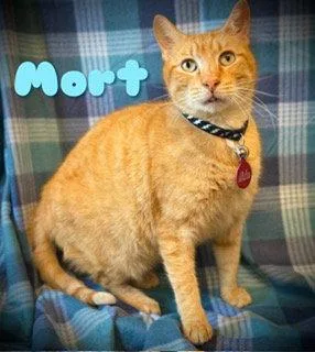 An adult medium-sized male Tabby cat named Mort for adoption in Pleasanton, TX