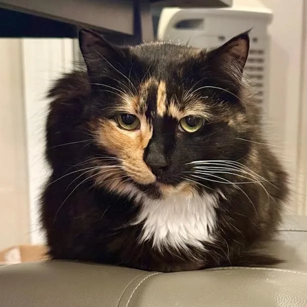 A senior small-sized female Calico Domestic Medium Hair cat named Kashka for adoption in Fayetteville, GA