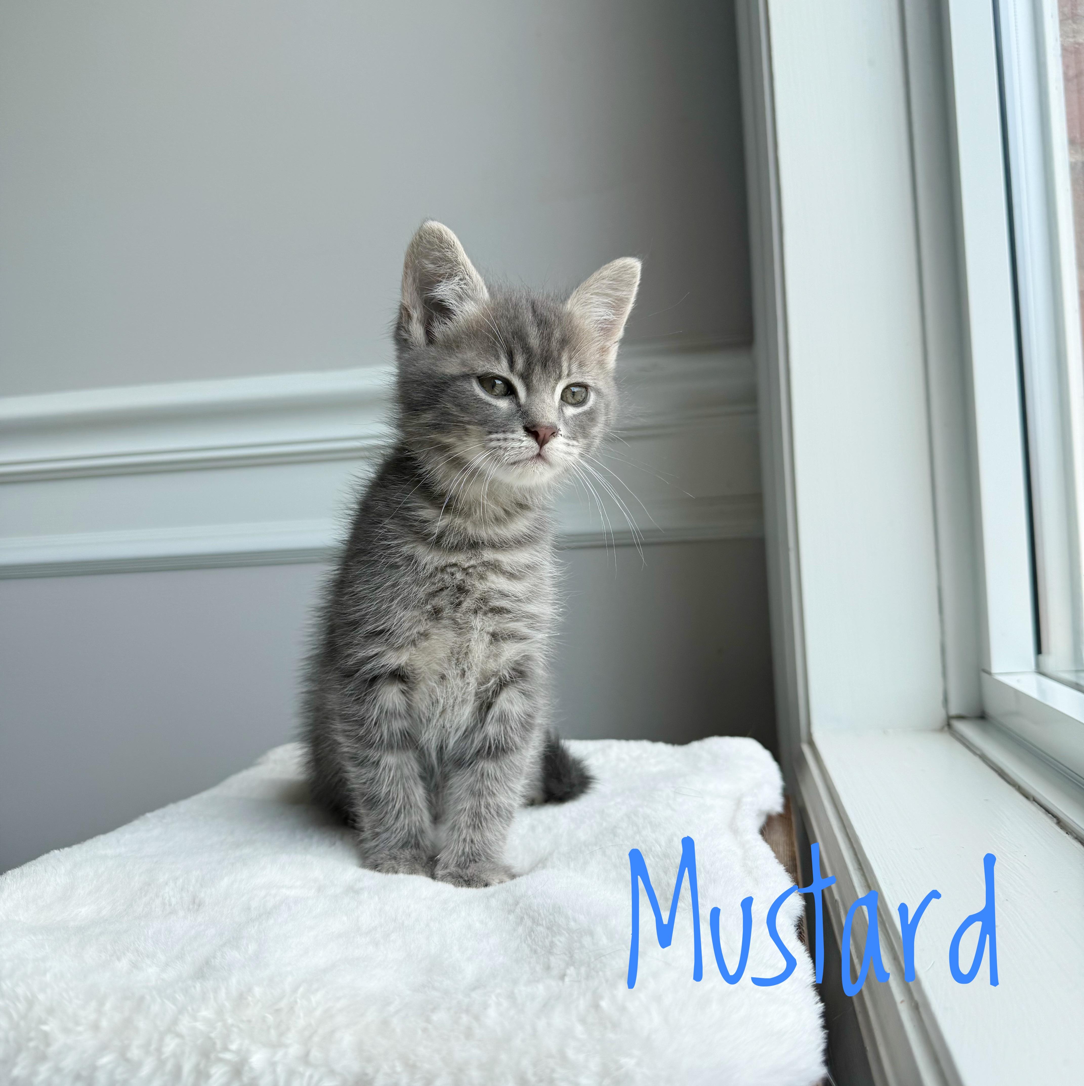 A baby medium-sized male Tabby (Gray / Blue / Silver) Domestic Short Hair cat named Mustard for adoption in Bethel, OH