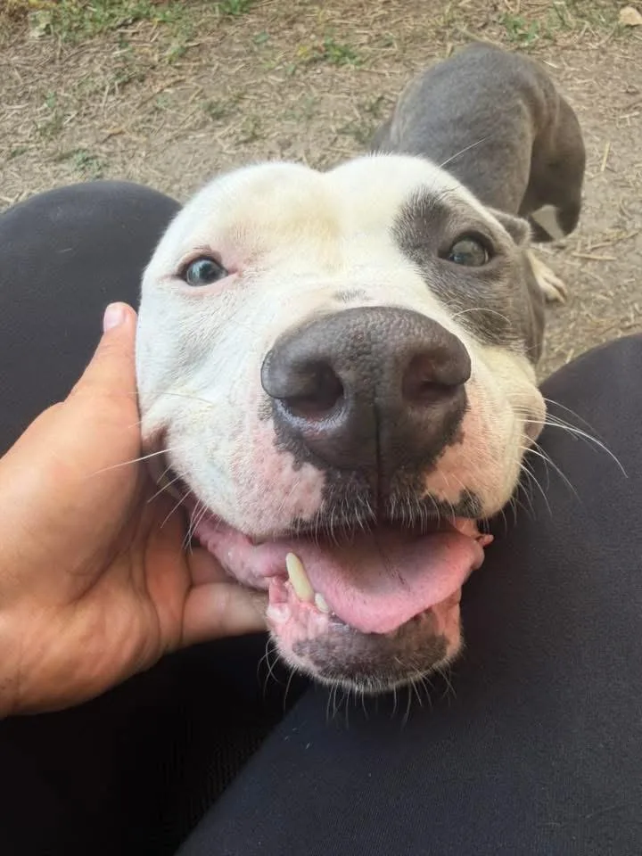 An adult medium-sized female White / Cream Pit Bull Terrier dog named Dulcinea for adoption in Chicago, IL