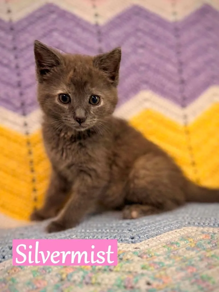 A baby medium-sized female Domestic Short Hair cat named Silvermist for adoption in Hoover , AL
