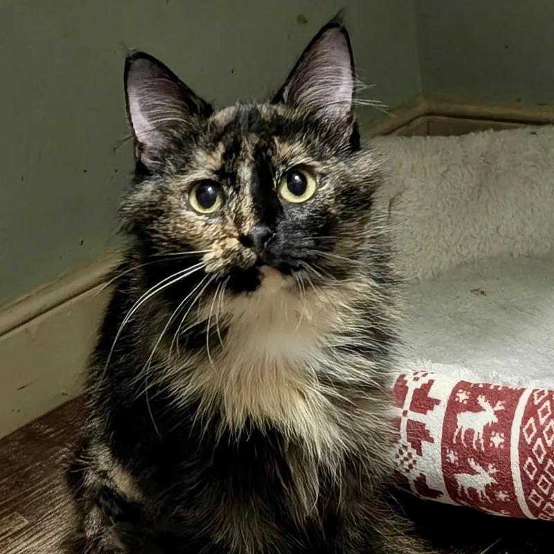 A baby medium-sized female Domestic Medium Hair cat named Eye Candy for adoption in Richmond, VA