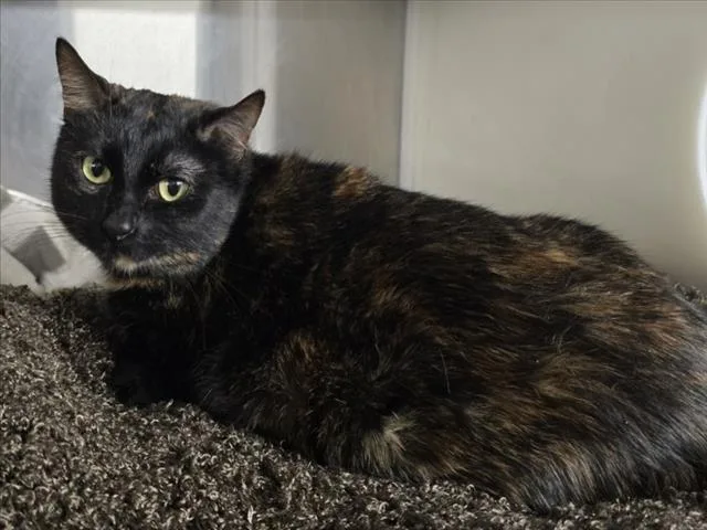 An adult medium-sized female Domestic Short Hair cat named Maria for adoption in Woodland, CA