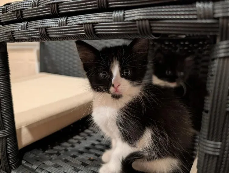 A baby medium-sized male Black & White / Tuxedo Domestic Short Hair cat named Calvin Klein for adoption in Davison, MI