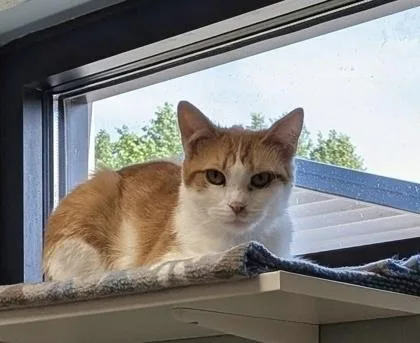 A young medium-sized male White Domestic Short Hair cat named Bash for adoption in Neenah, WI