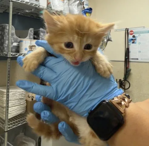 A baby small-sized male Domestic Short Hair cat named Yang for adoption in Riverside, CA