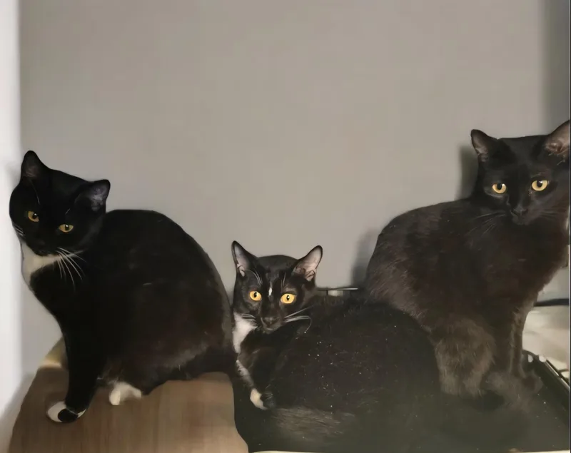 Esmerelda thumbnail 2