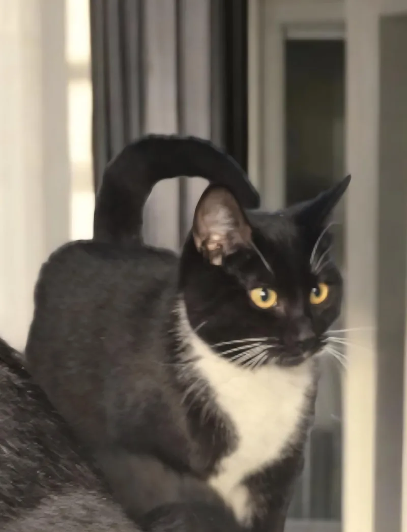 Esmerelda thumbnail 5