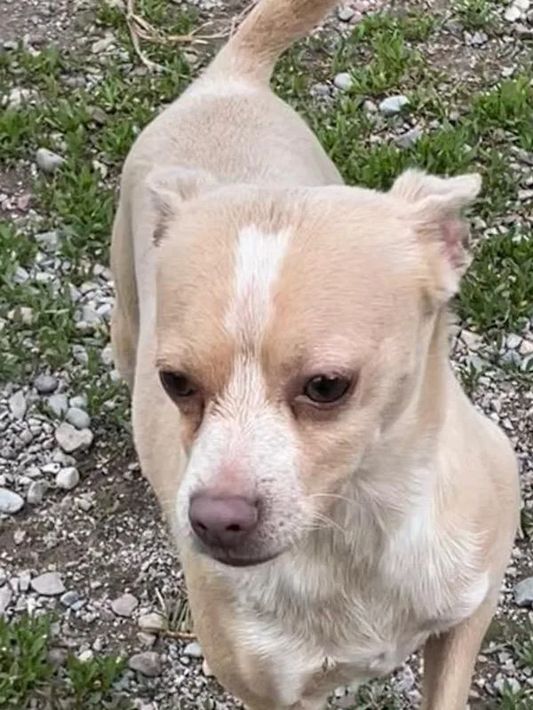 An adult small-sized male Apricot / Beige Chihuahua dog named Niko for adoption in Polson, MT