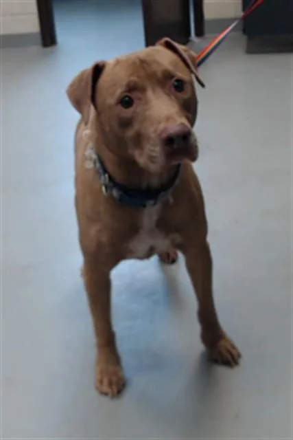 An adult large-sized male Pit Bull Terrier dog named Rebel for adoption in Fayetteville, NC