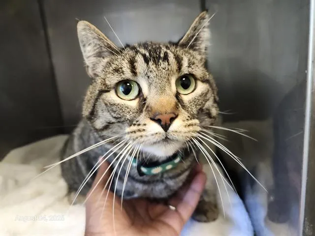 An adult medium-sized male Domestic Short Hair cat named Hyde for adoption in Santa Cruz, CA