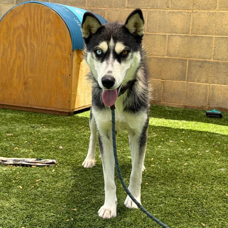 A young medium-sized female Black Husky dog named Quinoa for adoption in Flagstaff, AZ
