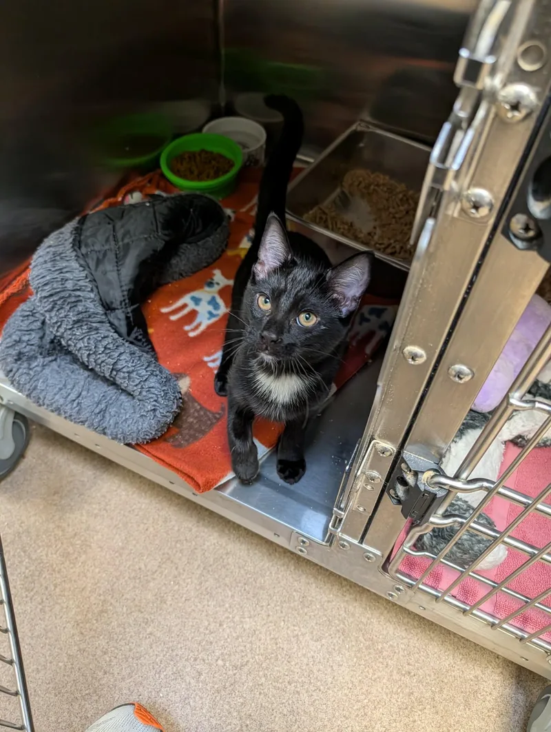 A young medium-sized male Black Domestic Short Hair cat named Bow for adoption in Chambersburg, PA