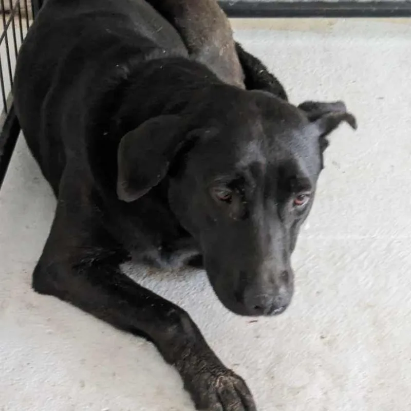 An adult medium-sized female Black Mixed Breed dog named Casey aka Lucky for adoption in Bastrop, TX