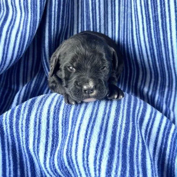 Lucas  Pup