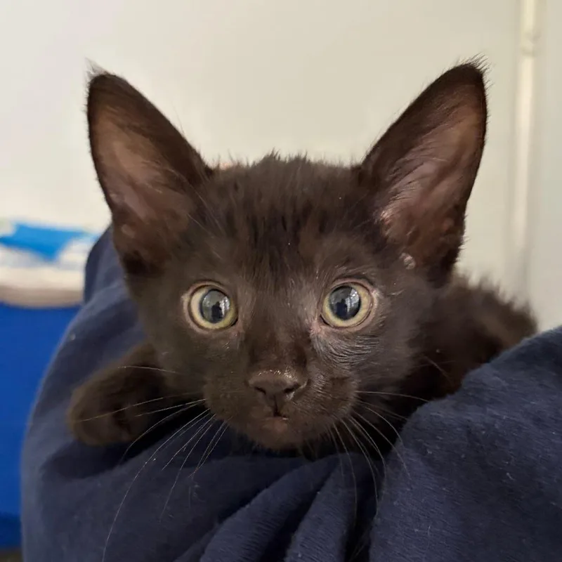 A baby small-sized female Black Domestic Short Hair cat named Poke for adoption in Ojai, CA