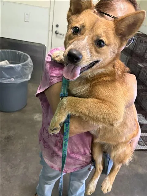 A young small-sized female German Shepherd Dog dog named Roxy for adoption in Los Angeles, CA
