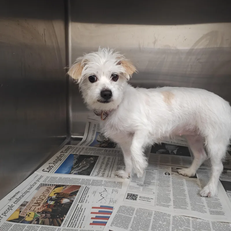 A young small-sized female Maltese dog named Gloria for adoption in Los Angeles, CA
