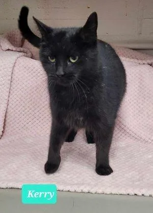 Kerrysponsored thumbnail 4