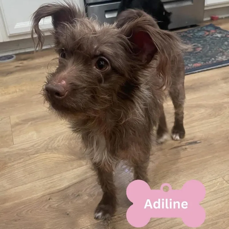 Adeline thumbnail 3