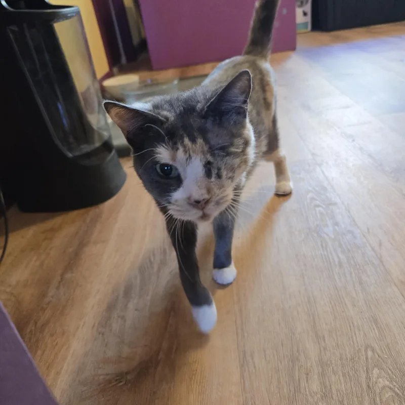 An adult medium-sized female Torbie Domestic Short Hair cat named Cupid for adoption in Joshua Tree, CA