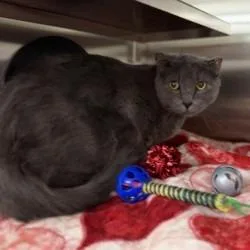 An adult large-sized female Domestic Short Hair cat named Luna for adoption in Bullhead City, AZ