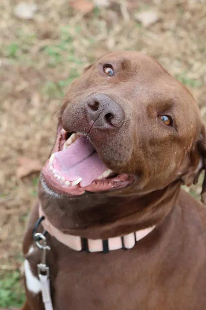 An adult large-sized female Mixed Breed dog named Sumo for adoption in Columbia, TN