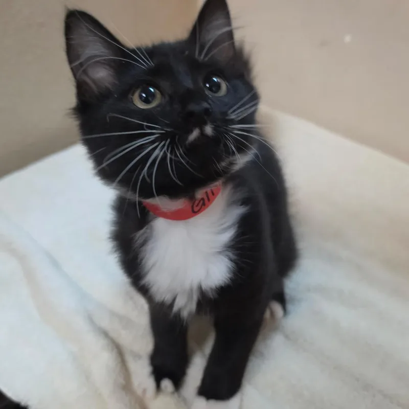 A baby small-sized female Black Domestic Long Hair cat named Gina  Chino Hills for adoption in Chino Hills, CA