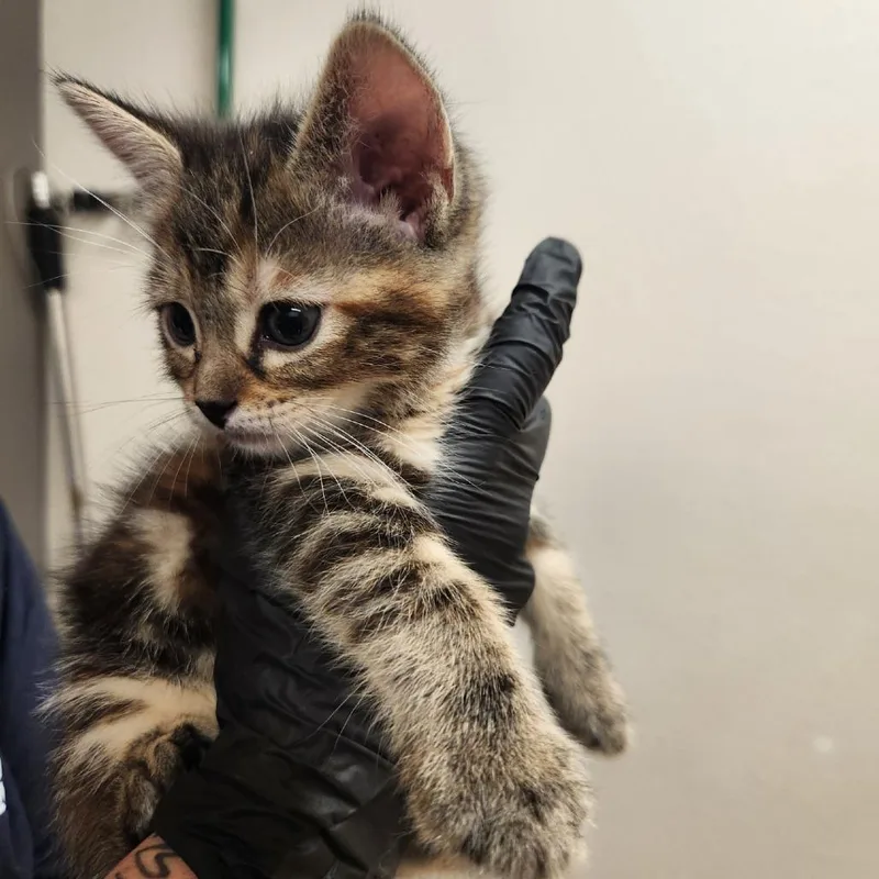 A baby small-sized female Gray / Blue / Silver Domestic Short Hair cat named Macie for adoption in Reno, NV