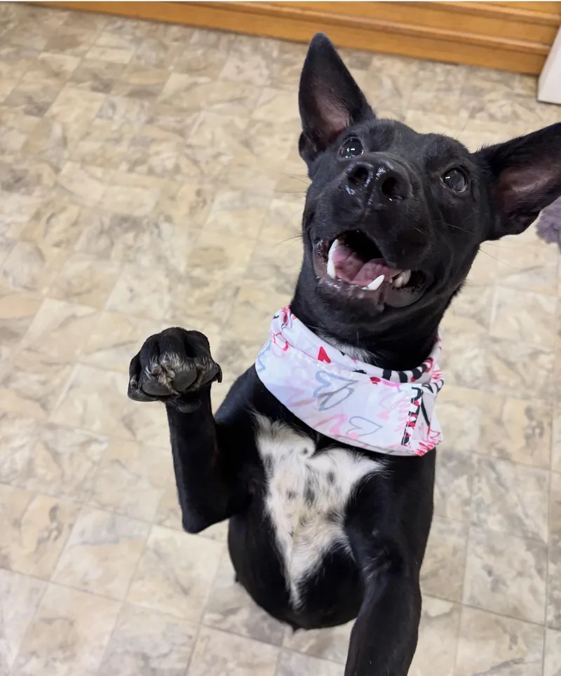 An adult medium-sized female Black Terrier dog named Lovely for adoption in Pilot Point, TX