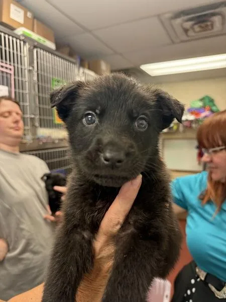 A baby small-sized male German Shepherd Dog dog named Zuri for adoption in Salisbury, MD