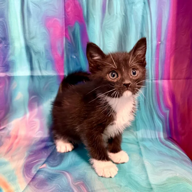 A baby small-sized male Domestic Short Hair cat named Moonpie for adoption in Woodstock, GA