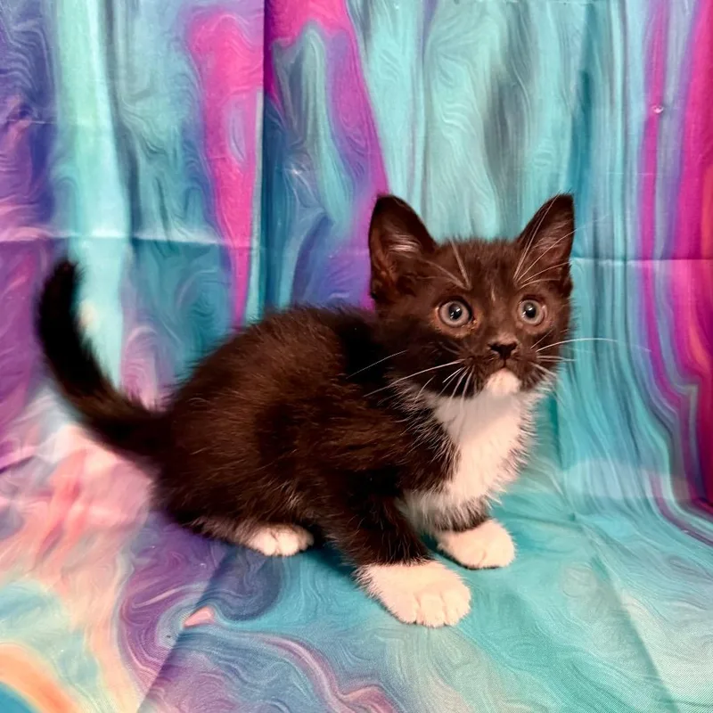 Moonpie thumbnail 4