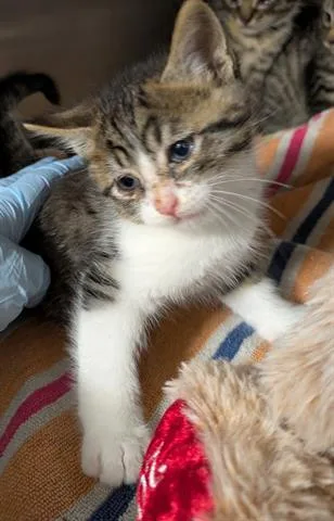 A baby small-sized male Domestic Medium Hair cat named Roo for adoption in San Martin, CA
