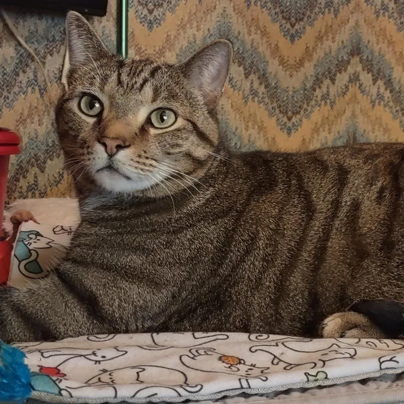 A senior extra large-sized male Brown / Chocolate Domestic Short Hair cat named Hades for adoption in Washington Township, OH