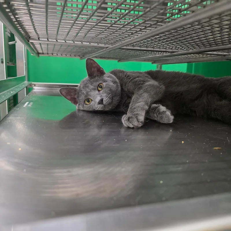 An adult small-sized male Gray / Blue / Silver Domestic Short Hair cat named Chubbs for adoption in Mount Vernon, IN