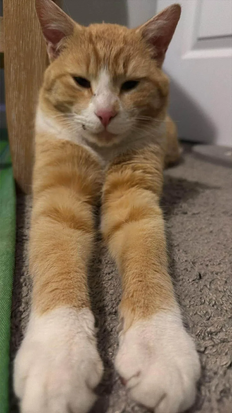 An adult large-sized male Tabby cat named Goldie for adoption in Charlotte, NC