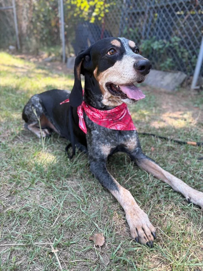 A senior large-sized male Bluetick Coonhound dog named Cooper for adoption in Winnsboro, SC