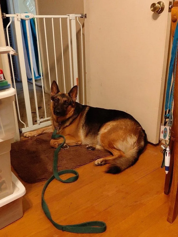 A young medium-sized female German Shepherd Dog dog named Rosalita for adoption in Cupertino, CA