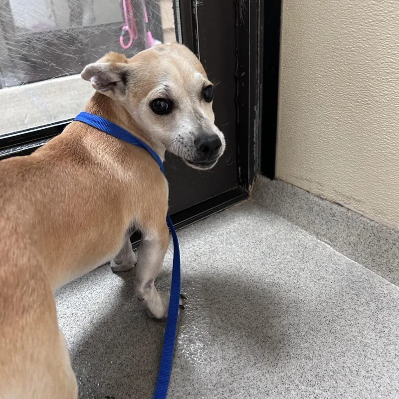 A young small-sized male Yellow / Tan / Blond / Fawn Chihuahua dog named Leo Chino Hills Location for adoption in Chino Hills, CA