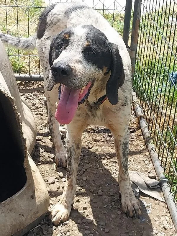 A senior medium-sized male Bluetick Coonhound dog named Beau for adoption in Cleveland, TN