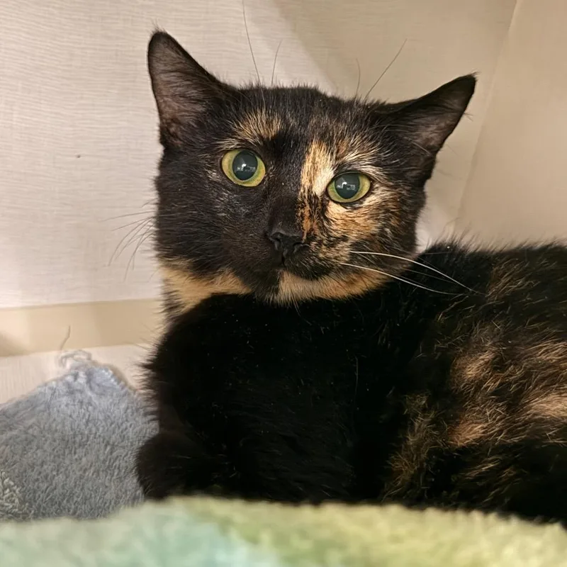 A baby small-sized female Domestic Short Hair cat named Alani for adoption in Redwood City, CA