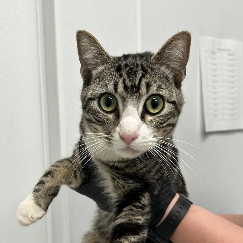 An adult medium-sized male Brown / Chocolate Domestic Short Hair cat named Breadstick for adoption in Abilene, TX