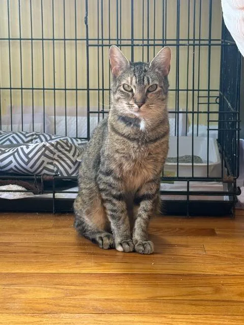 A young medium-sized female Domestic Short Hair cat named Katya for adoption in Pawtucket, RI
