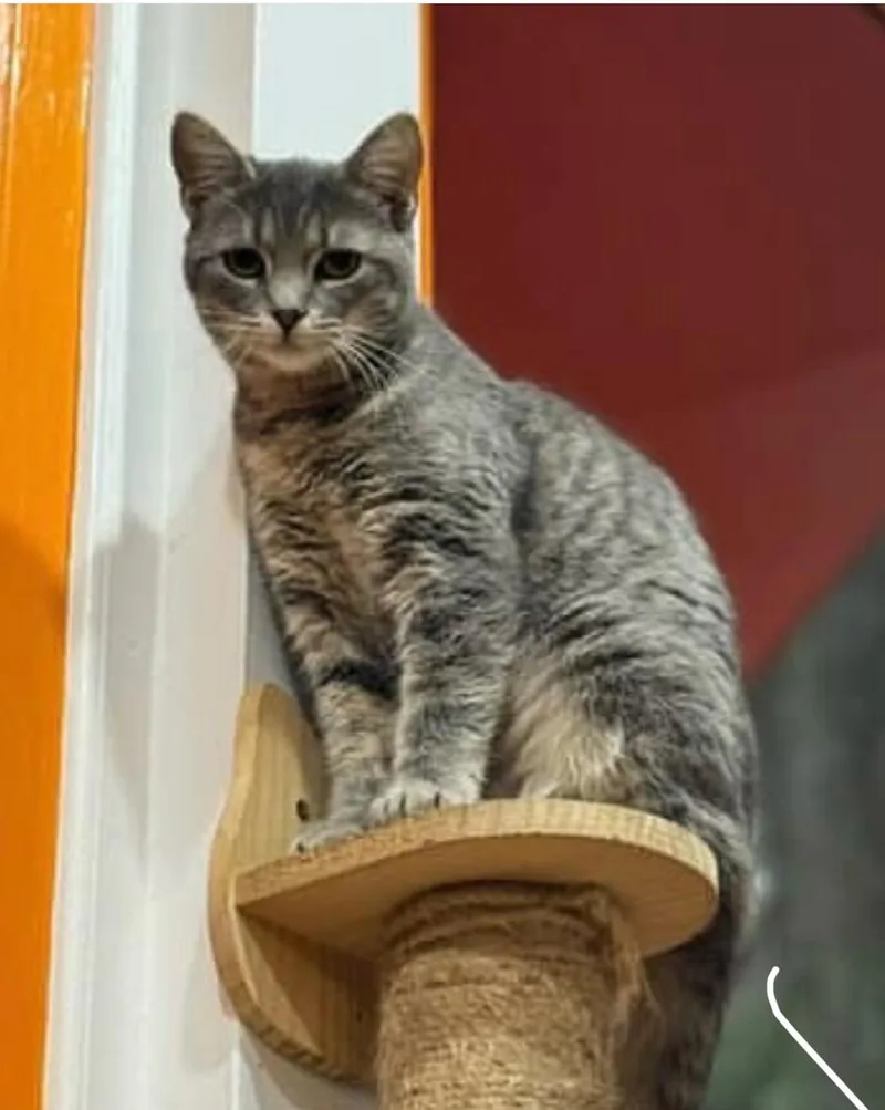 A young medium-sized female Tabby (Gray / Blue / Silver) Domestic Short Hair cat named Kelly for adoption in North Haven, CT