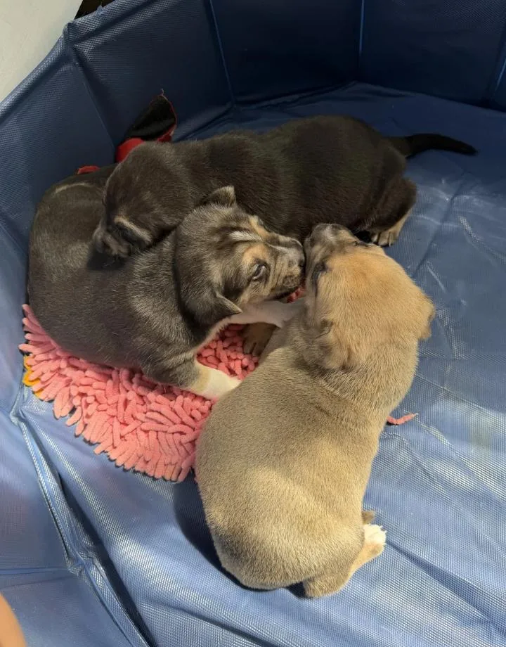 A baby medium-sized female Apricot / Beige Shepherd dog named Shepherd Mix Puppies for adoption in Davis, CA